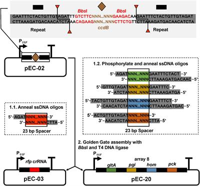 Efficient Multiplex Gene Repression by CRISPR-dCpf1 in Corynebacterium glutamicum